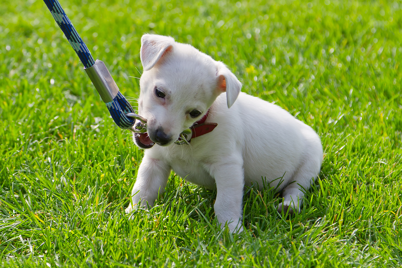 Маленький белый щенок жует поводок, сидя в траве.