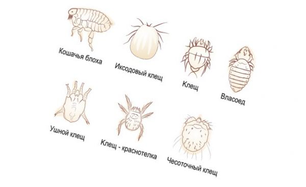 От каких насекомых можно практиковать капли помогают