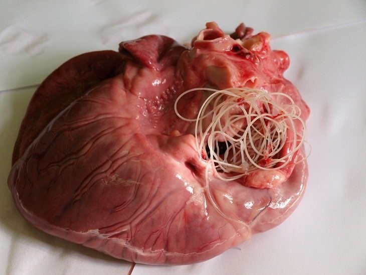 Сердце поражено сердечным червем