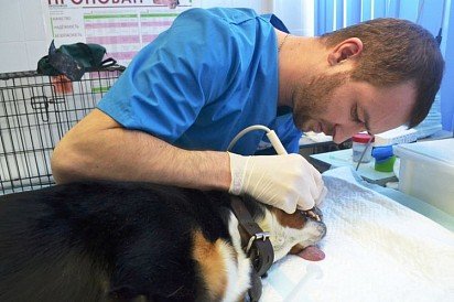 Удаление зубного камня у собак в клинике