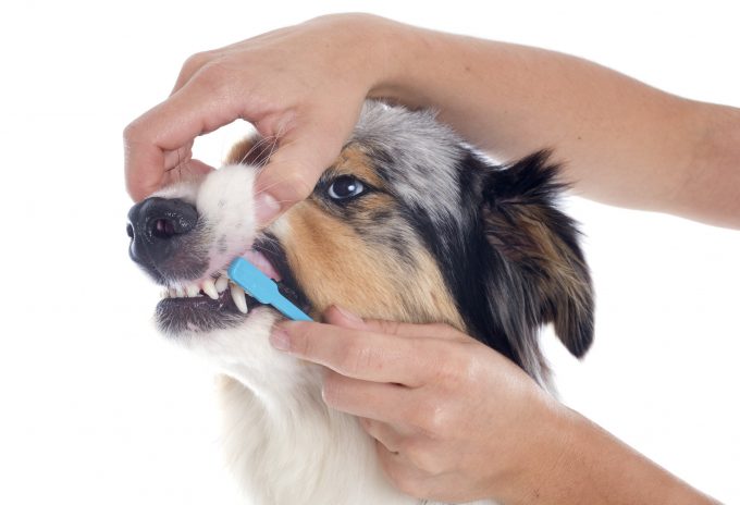 лучший способ удалить зубной камень у собак