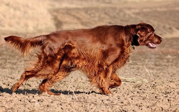 Ирландский сеттер-собака-описание-характеристики-типы-уход-и-уход-порода-15