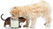 Можно ли давать молоко собакам, польза и вред