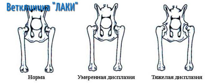 дисплазия у собак