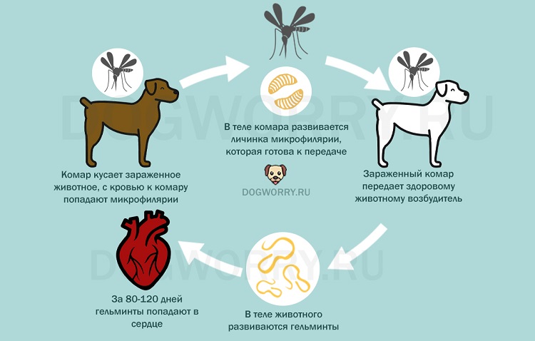 Как собака может заразиться сердечным червем?
