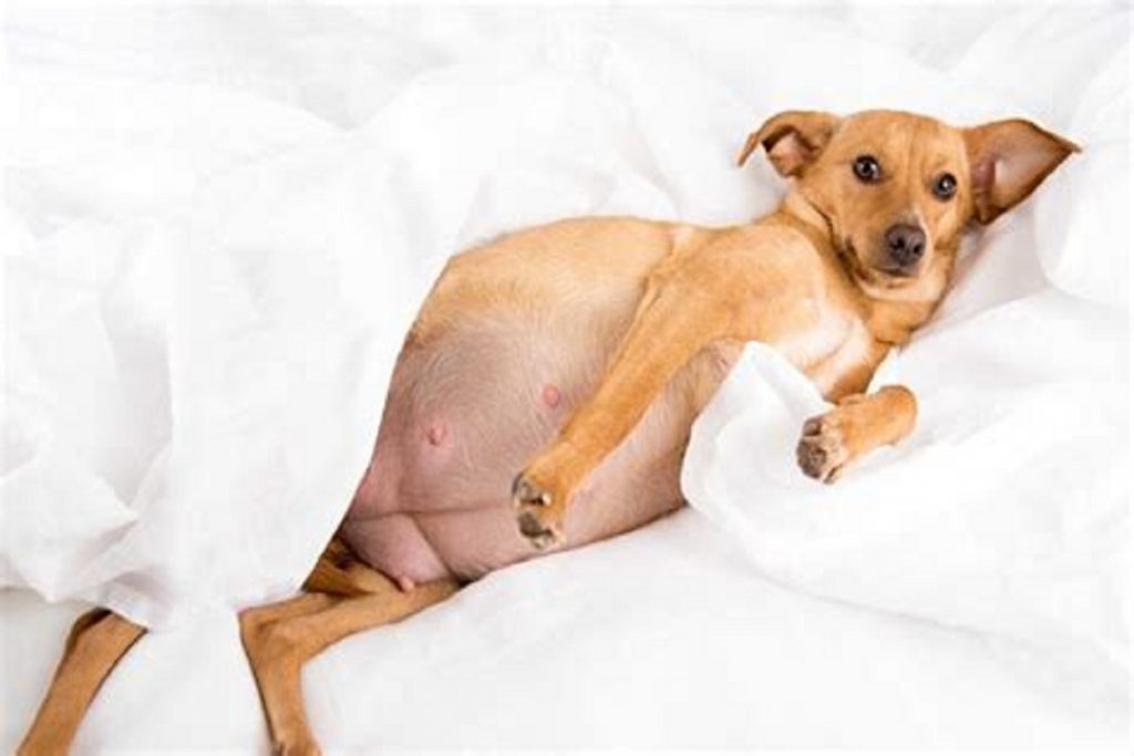 Бравекто для собак - выжить любой ценой беременной суке