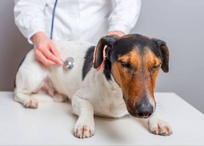 Заболевание поджелудочной железы у собак - панкреатит