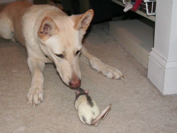 Собака и крыса