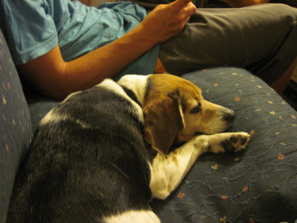 Собака на диване с хозяином