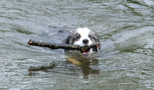 Собака плавает с палкой во рту