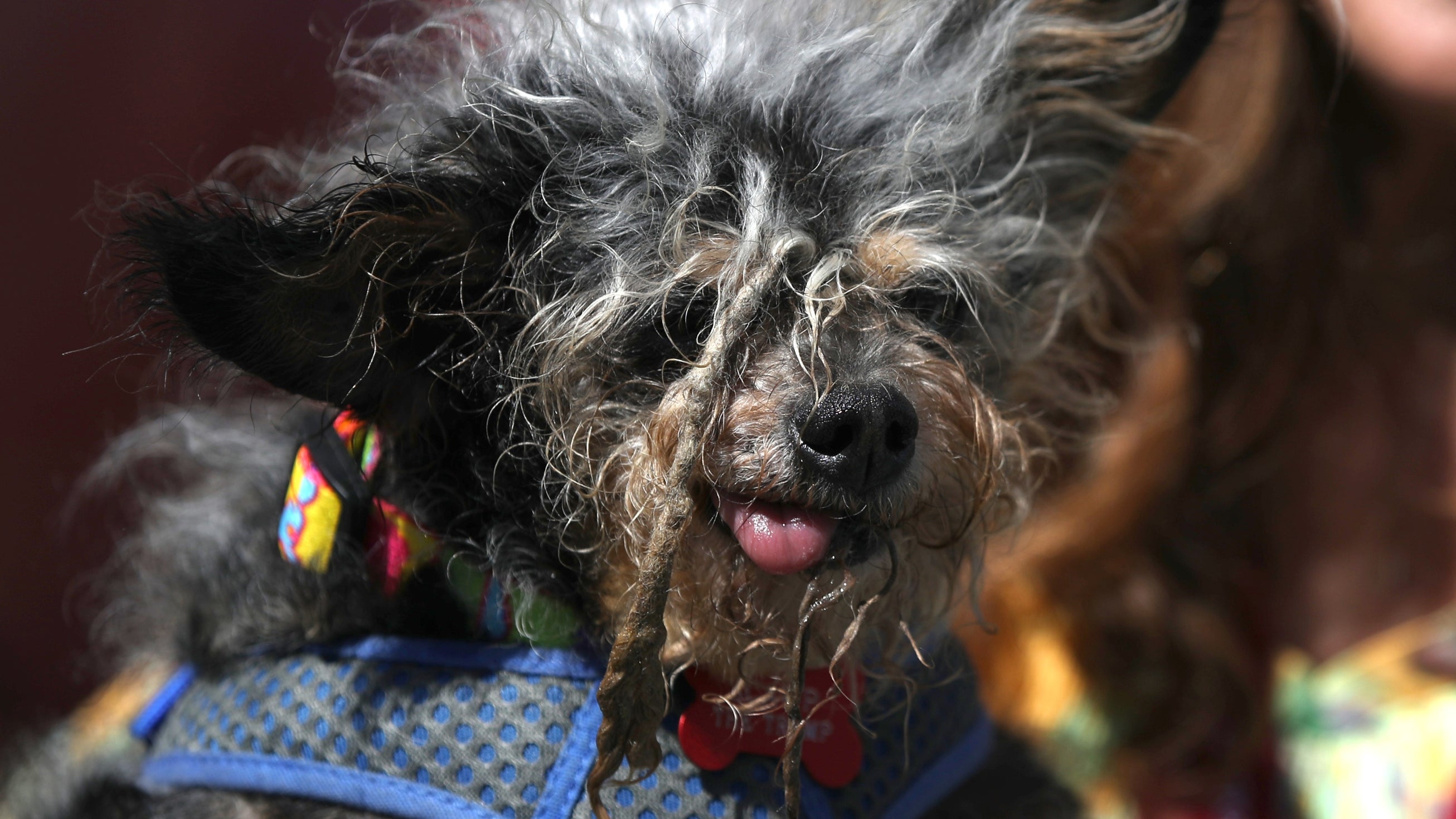 Самая уродливая собака в мире: конкурс уродливых пород