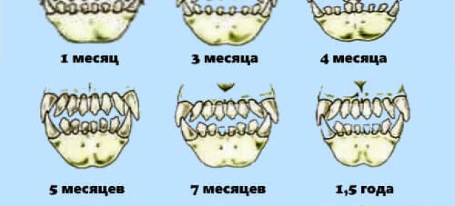 8 месяцев щенку фото