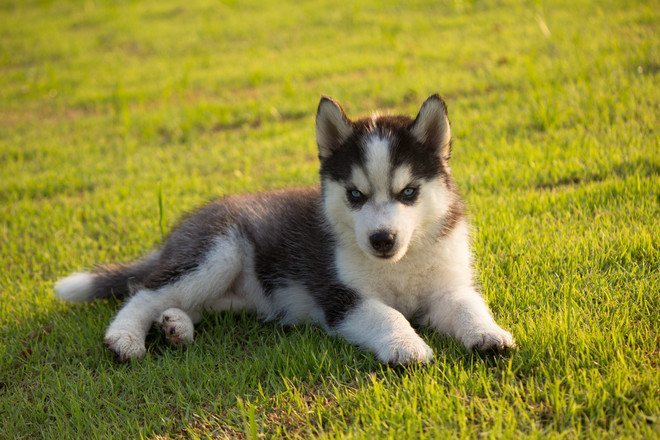 Формально собаку можно считать щенком первые два месяца жизни