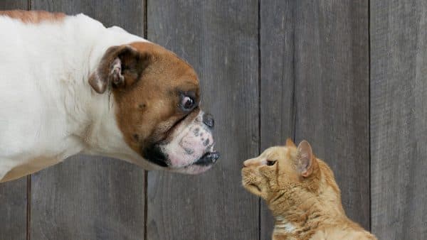 Кошки и собаки не друзья