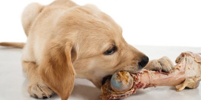 Могут ли собаки есть кости с натуральной пищей
