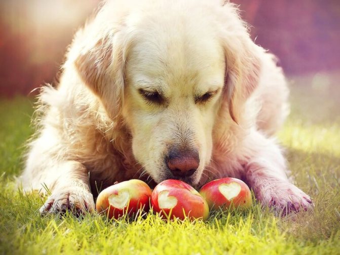 Овощи и фрукты для естественного кормления собак