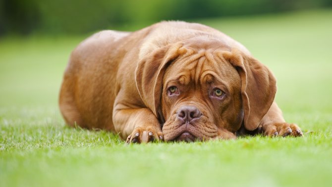 Породы собак долгожителей с хорошим здоровьем крупные породы