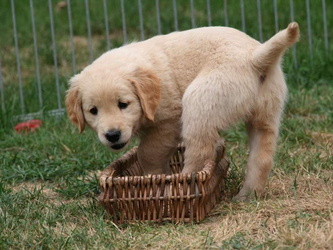 Собака пытается попасть в корзину