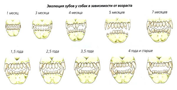 Зубы собаки со временем меняются